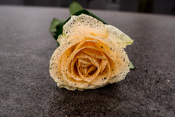 Imagem Teste Galeria