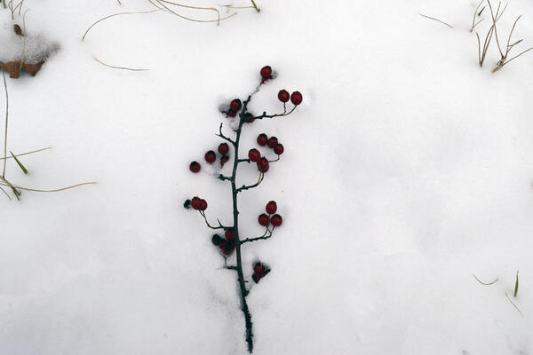 Imagem Teste Galeria